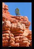 Red Canyon 08